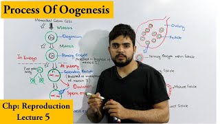 Oogenesis  How egg cells are produced [upl. by Naivatco]