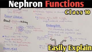 Function Of Nephron  Pressure Filtration  Reabsorption  Secretion  Class 10 In UrduHindi [upl. by Clotilda]