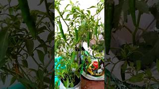 New technique to germinate Chilli seeds with 100  success organicgardening kitchengardening [upl. by Eaton]