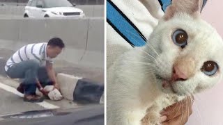 Man Sees Stray Cat Cowering In The Middle Of The Highway Then This Happens [upl. by Towroy759]