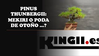 PINUS THUNBERGII  MEKIRI O PODA DE OTOÑO [upl. by Klockau]