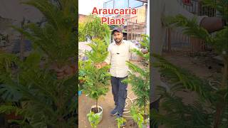 Araucaris Big Size Show Plant  खूबसूरत पौधे जिसे अपने बगीचा में जरुर लगाएं youtubeshorts plants [upl. by Aseen734]