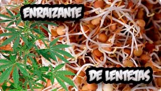 Como Hacer Enraizante Natural Con Lentejas  Germinan Siempre  La Huertina De Toni [upl. by Allan]