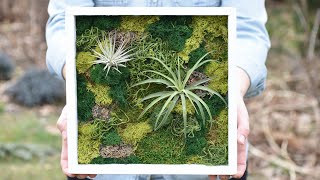 Moss Wall Art DIY  Air Plant Wall Art  Northlawn Flower Farm [upl. by Ahsiened]