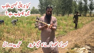 Garlic farming Lahsan ki kasht ka tareeka Garlic crop ready to harvest IR FARM [upl. by Walczak]