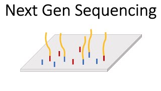 Next Generation Sequencing Illumina  An Introduction [upl. by Vina252]