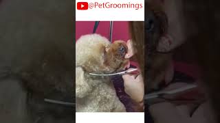 Poodle Puppy Gets Fluffy Haircut  Adorable Dog Grooming Transformation puppy doggroominglife [upl. by Anyrak]