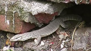 Common indian monitor lizard Varanus bengalensis Ghorapadby Shirishkumar Patil [upl. by Yeliah217]