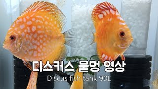 디스커스 물멍 영상 Discus fish in Moving bed media filter 90L Fish tank [upl. by Tilda]