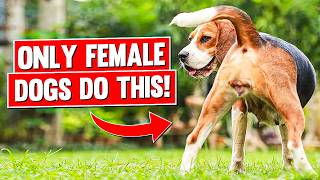 7 Super Weird Things ONLY Female Dogs Do For Their Owners [upl. by Lamond21]