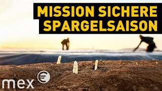 Spargelernte 2021 Saisonarbeit im CoronaChaos 20  mex [upl. by Deegan]