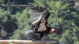 California Condor Tracked Flying Near Mount Diablo [upl. by Antrim366]