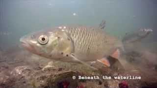 Chub Squalius cephalus Underwater UK [upl. by Irina]