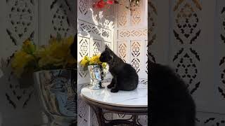 Sana Black Maine Coon Female Kitten Available Now  Purebred Kitties [upl. by Cesaro]