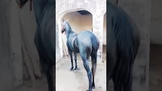 blackhorse horse Horculture traditionallifeofpunjab villagelife cow [upl. by Kristoffer349]