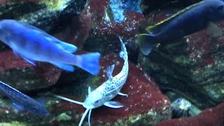 Pictus Catfish at Home in 75G Malawi Cichlid Tank [upl. by Barren]