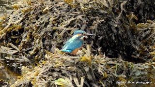 Kingfisher on the crana river [upl. by Ressler]