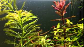 PLANTED Aquarium  OMG Pearling [upl. by Dulci]