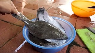 How To Fillet Flat Turbot Fish [upl. by Lednem]