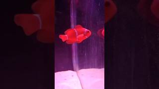 Ocellaris clownfish🐠foryou fishtanktouraquarium newfishtankfishtank aquariumpetsviralvideo [upl. by Elexa660]