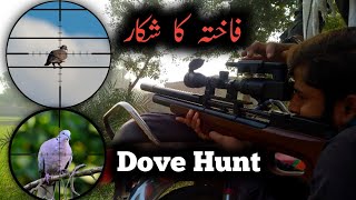 Dove Hunt with Qsmk3 PCP air rifle with pellet [upl. by Hairabez911]