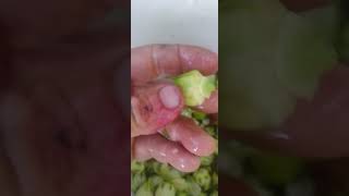 Processing emerald green white RoselleGongura at Escambia Lakes on 20241014 [upl. by Eilata]