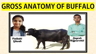 Complete Gross Anatomy of Buffalo 🐃 Ft Jayesh Rajpurohit  Veterinary Anatomy [upl. by Inod]