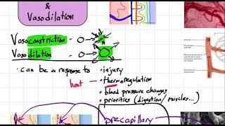 vasoconstriction and vasodilation [upl. by Jacquenetta]