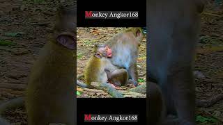 Top Scene of Jester Real Hungry to Breast Milk Monkey Angkor 168 [upl. by Stephenson857]