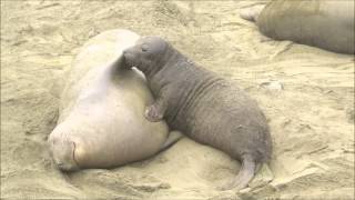 Elephant Seal Pups [upl. by Muire]