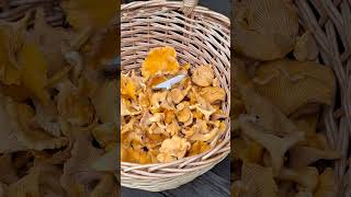 Viimeiset kantarellit The last chanterelles irini5322 [upl. by Mireielle330]