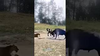 animals funny cow memes comedy lionfight explore railway love travel shorts trending [upl. by Kendrah]