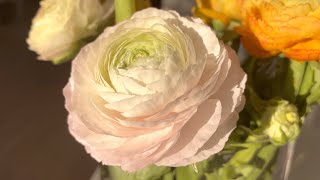 Ranunculus EleganceÂ® Pastello  FarmerGracycouk [upl. by Harim51]