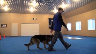 Nico German Shepherd Advanced Obedience Training [upl. by Lena]