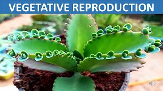 Vegetative Reproduction  Stem Root Leaves Spore  Science Educational Video for Children [upl. by Enitsua]