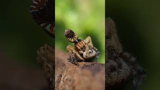 Maratus unicup dance and successful copulation [upl. by Sam]