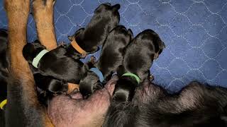 Giant Rotts Kennel New Litter Born November 18th [upl. by Ozner]