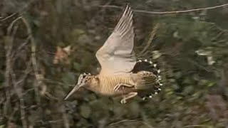 2023 DÜZCE ÇULLUK AVIhunting çulluk nature beccaccia doğa woodcock [upl. by Odlawso]