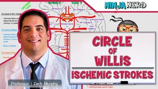 Circulatory System  Circle of Willis Ischemic Strokes [upl. by Ris]