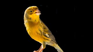 One of the kind CANARY SINGING [upl. by Roban]