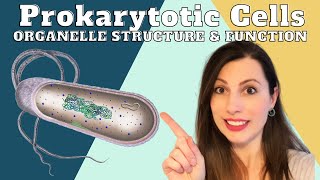 PROKARYOTIC CELL STRUCTURE AND ORGANELLESAlevel Biology cells topic 2 [upl. by Innaig]