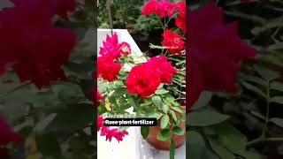 Rose plant fertilizer shortvideo rose plant [upl. by Evy]