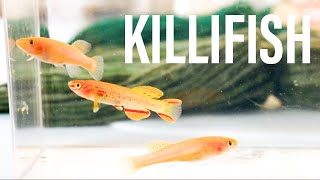 Easiest Killifish to Breed  Gardneri Panchax Killifish [upl. by Leodora]