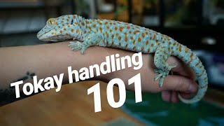 Tokay Gecko Handling Basics [upl. by Eillas955]