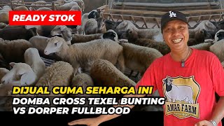 Domba Crossing Texel Bunting vs Dorper Fullblood Dijual Cuma Seharga Ini  AGROTV9 [upl. by Greenfield]