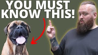 3 THINGS TO KNOW BEFORE GETTING A BULLMASTIFF [upl. by Ynomrah]