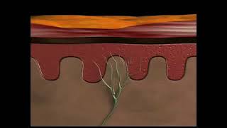 Physiology of nociceptive pain [upl. by Netaf]