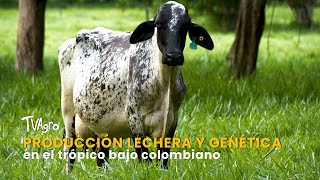 Producción lechera y genética en el trópico bajo Colombiano TvAgro por Juan Gonzalo Angel Restrepo [upl. by Andersen]