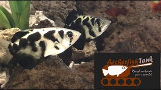 Welcome to Archerfish Tank [upl. by Nolly]