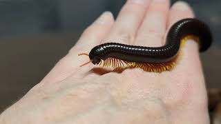 Flame Leg Millipede Trigoniulus macropygus [upl. by Yarg2]